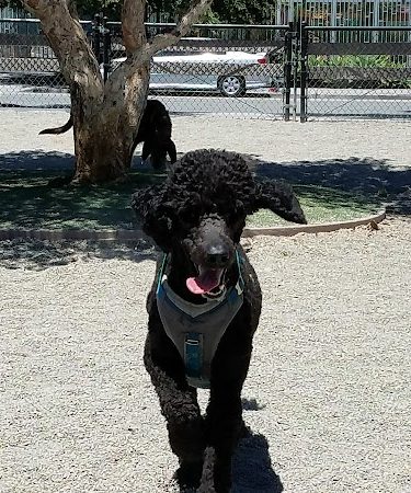 Berry Street Dog Park