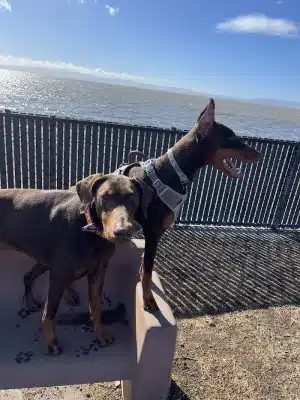Marina Dog Park