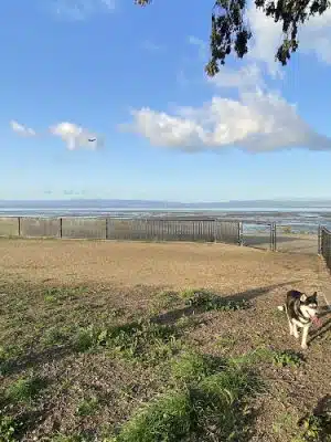 Marina Dog Park