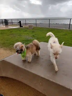 Marina Dog Park