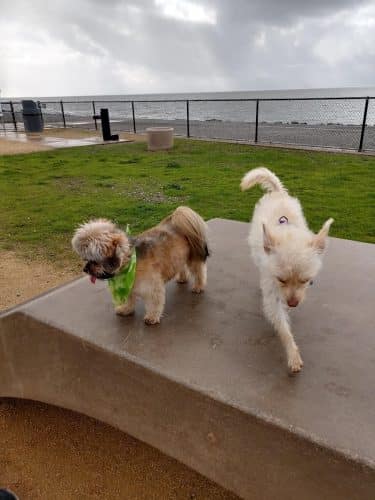 Marina Dog Park