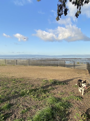 Marina Dog Park