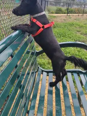 Edendale Dog Park