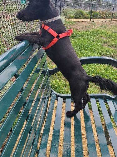 Edendale Dog Park