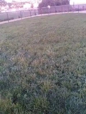 Edendale Dog Park