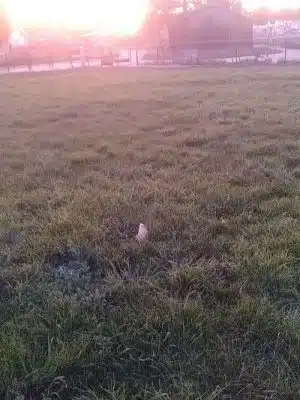 Edendale Dog Park