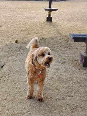 Bark & Ride