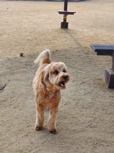 Bark & Ride