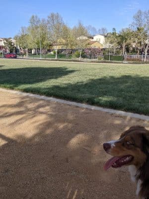 Bark & Ride