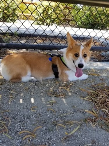 Bark & Ride