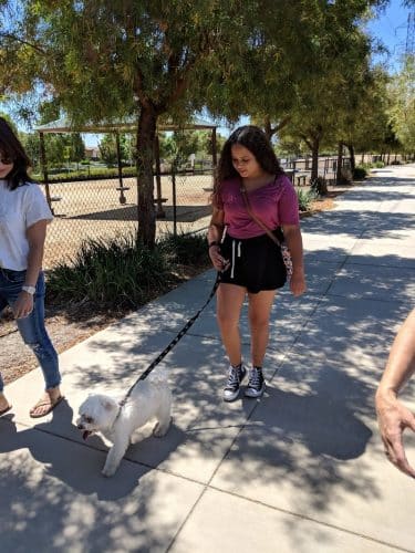 Bark & Ride