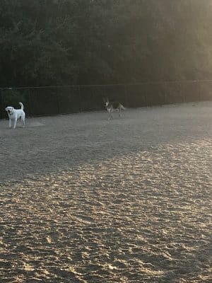 Bollinger Dog Run