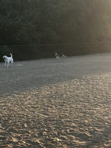 Bollinger Dog Run