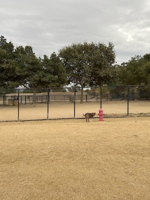 Bollinger Dog Run