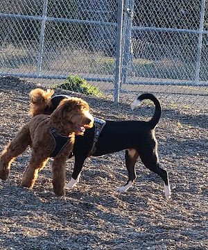 Del Mar Dog Park (Off-leash, open dawn-dusk)