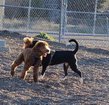 Del Mar Dog Park (Off-leash, open dawn-dusk)
