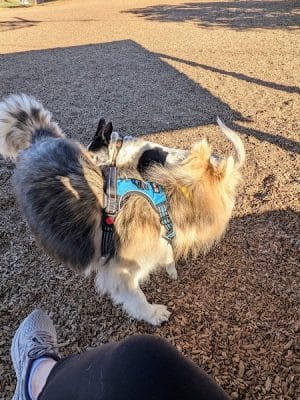 Del Mar Dog Park (Off-leash, open dawn-dusk)