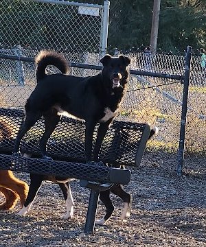 Del Mar Dog Park (Off-leash, open dawn-dusk)