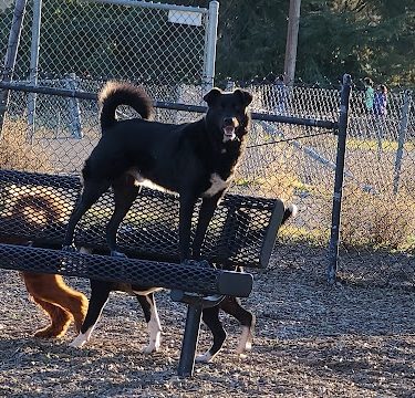 Del Mar Dog Park (Off-leash, open dawn-dusk)