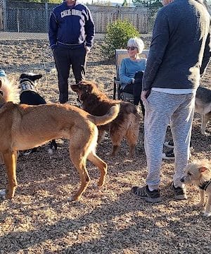 Del Mar Dog Park (Off-leash, open dawn-dusk)
