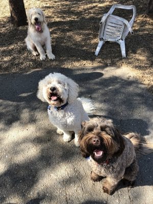 Del Mar Dog Park (Off-leash, open dawn-dusk)
