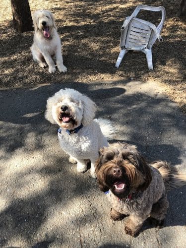 Del Mar Dog Park (Off-leash, open dawn-dusk)