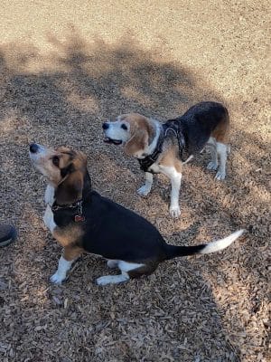 Del Mar Dog Park (Off-leash, open dawn-dusk)