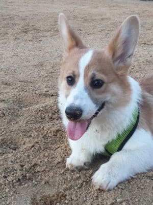 Windemere Dog Park