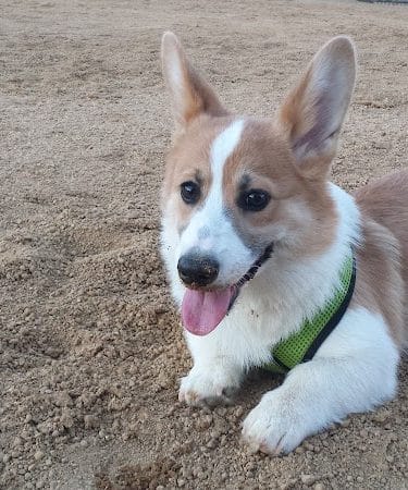 Windemere Dog Park