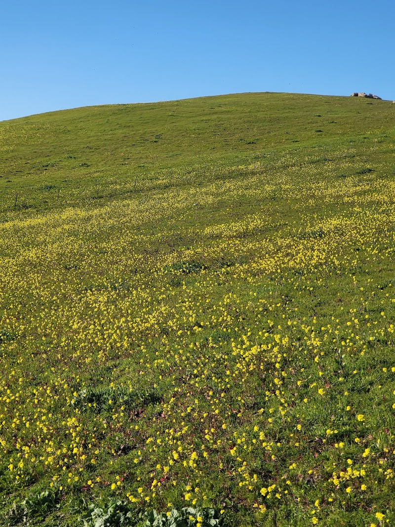 Windemere Dog Park - San Ramon, CA