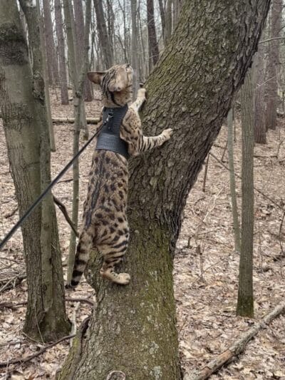 Ensley Township Nature Preserve - Sand Lake,
