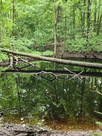 Ensley Township Nature Preserve - Sand Lake,
