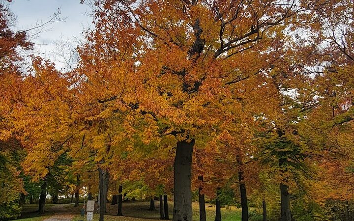 Gordon Park - Sand Lake,
