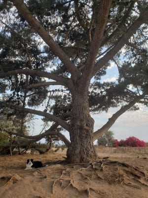 Douglas Family Preserve