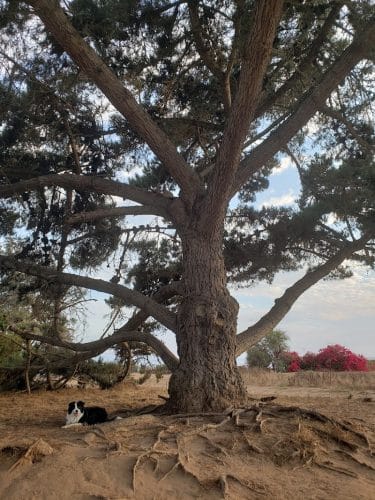 Douglas Family Preserve