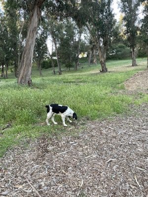 Hale Park