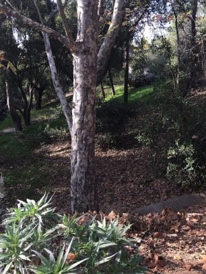 Los Robles Park