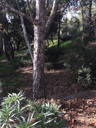 Los Robles Park