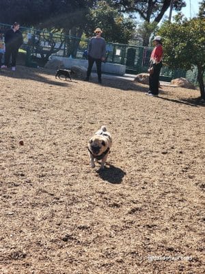 MacKenzie Park Dog Park