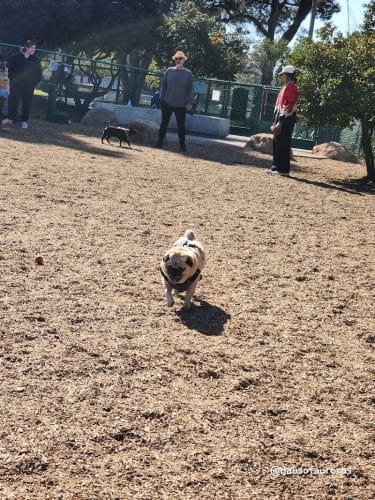 MacKenzie Park Dog Park