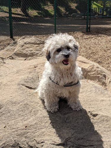 MacKenzie Park Dog Park