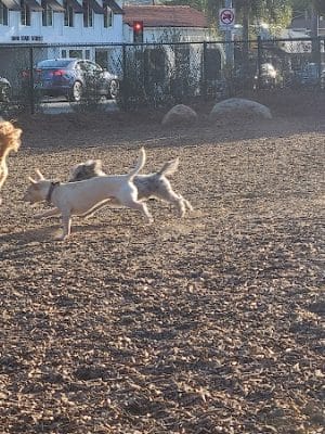 MacKenzie Park Dog Park