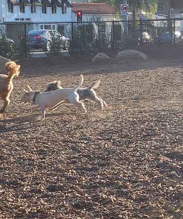 MacKenzie Park Dog Park