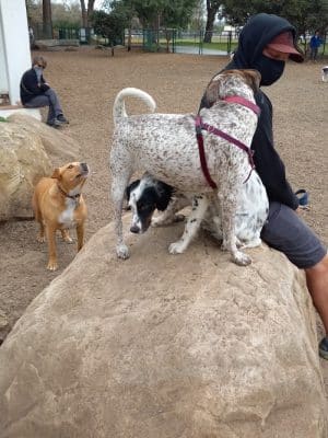 MacKenzie Park Dog Park