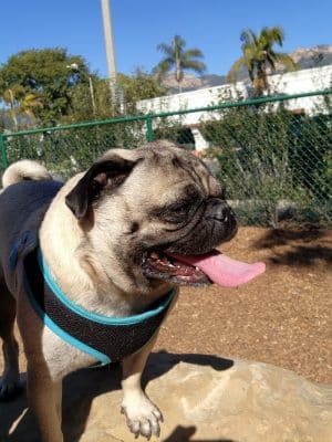 MacKenzie Park Dog Park