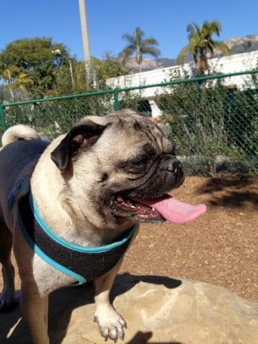 MacKenzie Park Dog Park