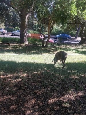 Orpet Park