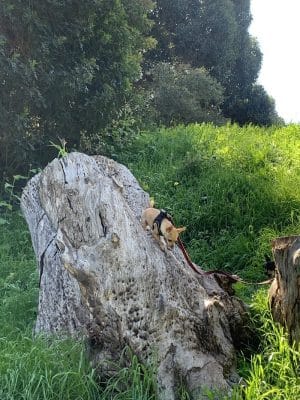 Patterson Open Space