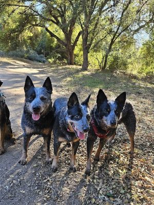 San Antonio Canyon Park