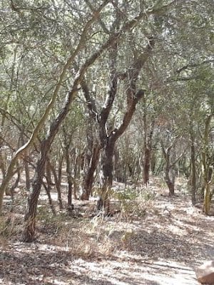 San Antonio Canyon Park